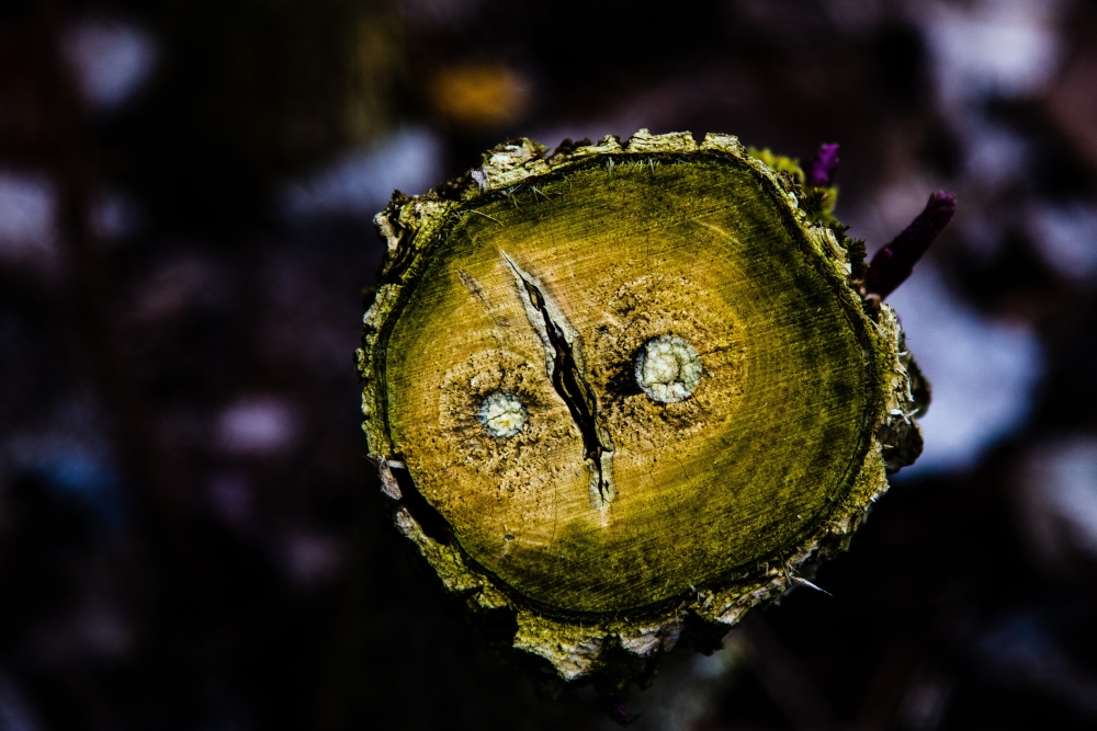 Bild Foto der Woche