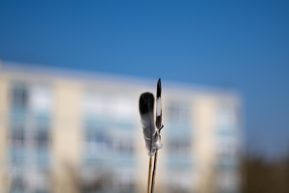 Bild Foto der Woche