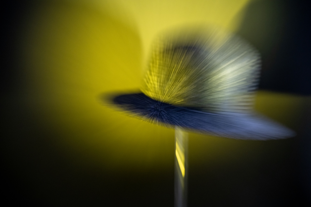 Bild Foto der Woche